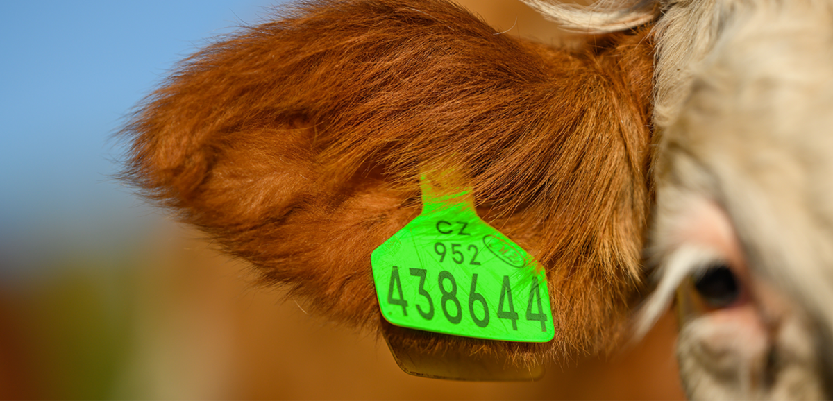 A close-up of a green tag attached to a cows ear on a farm.